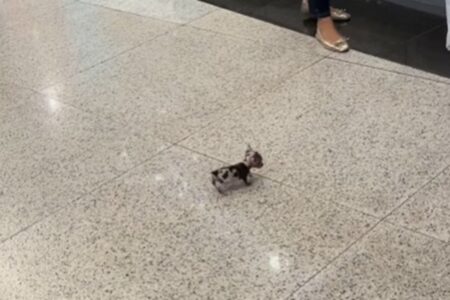 Pinscher goiana Charlotte faz sucesso na web; vídeo Cadelinha tem mais de 40 milhões de views nas redes sociais