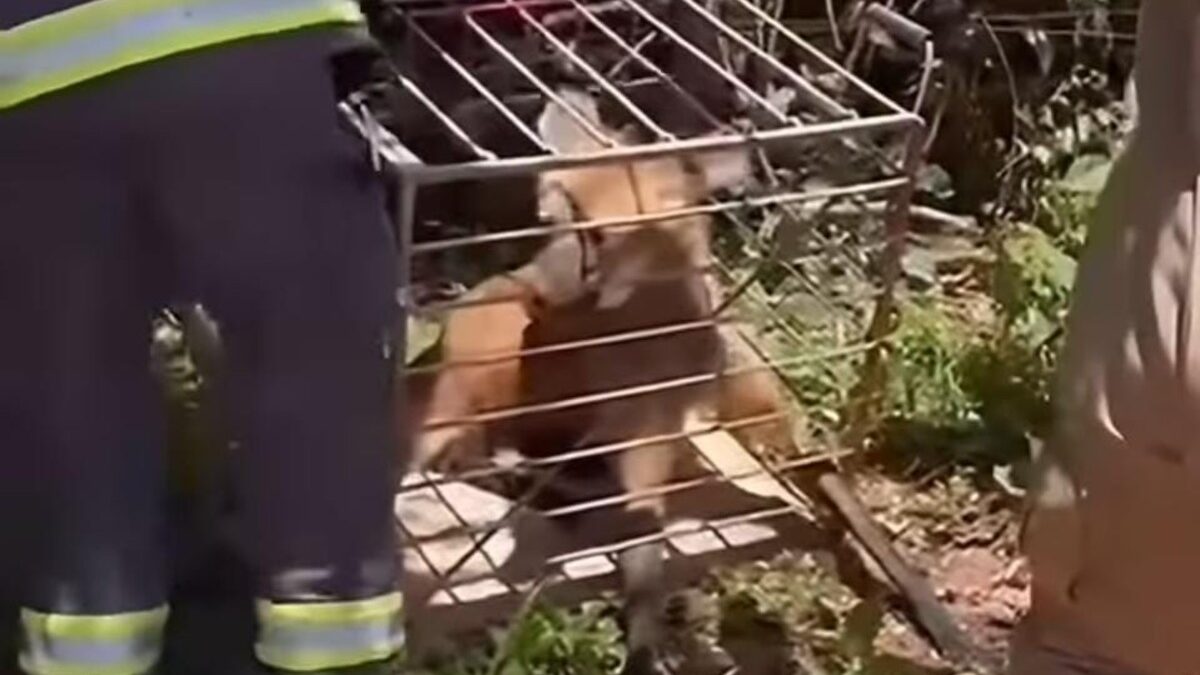 Bombeiros resgatam lobo-guará em comércio de Uruana