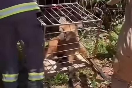 Bombeiros resgatam lobo-guará em comércio de Uruana