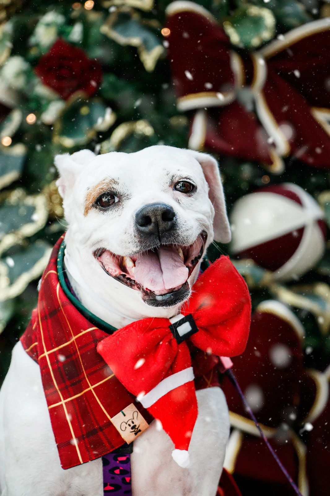 Natal dos Vira-Latas