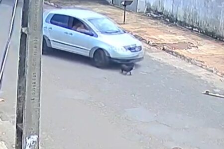 Motorista atropela cão em Rio Verde e deixa animal na calçada