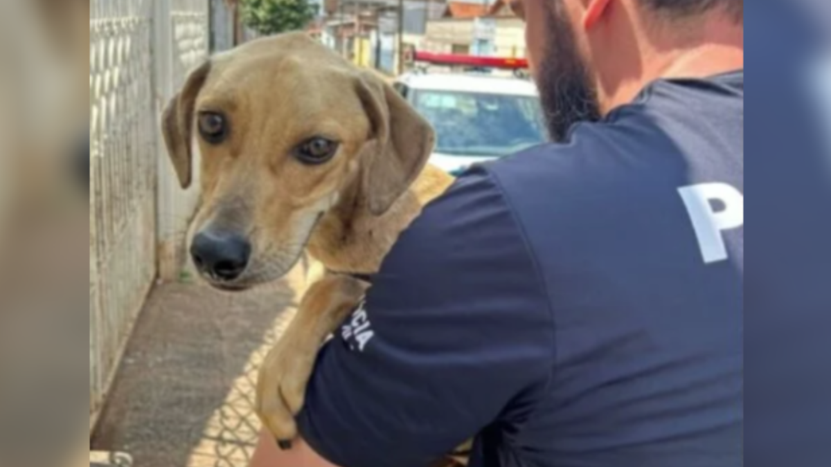 Cachorro vítima de maus-tratos sendo resgatado por um policial civil em Goiânia, Goiás (Foto: PCGO)