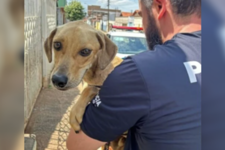 Cachorro vítima de maus-tratos sendo resgatado por um policial civil em Goiânia, Goiás (Foto: PCGO)