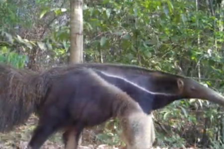 Tamanduá-bandeira registrado pelas câmeras do projeto (Foto: Reprodução)