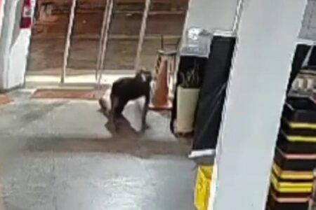 "De cachorrinho", ladrão invade e furta supermercado em Goiás; vídeo