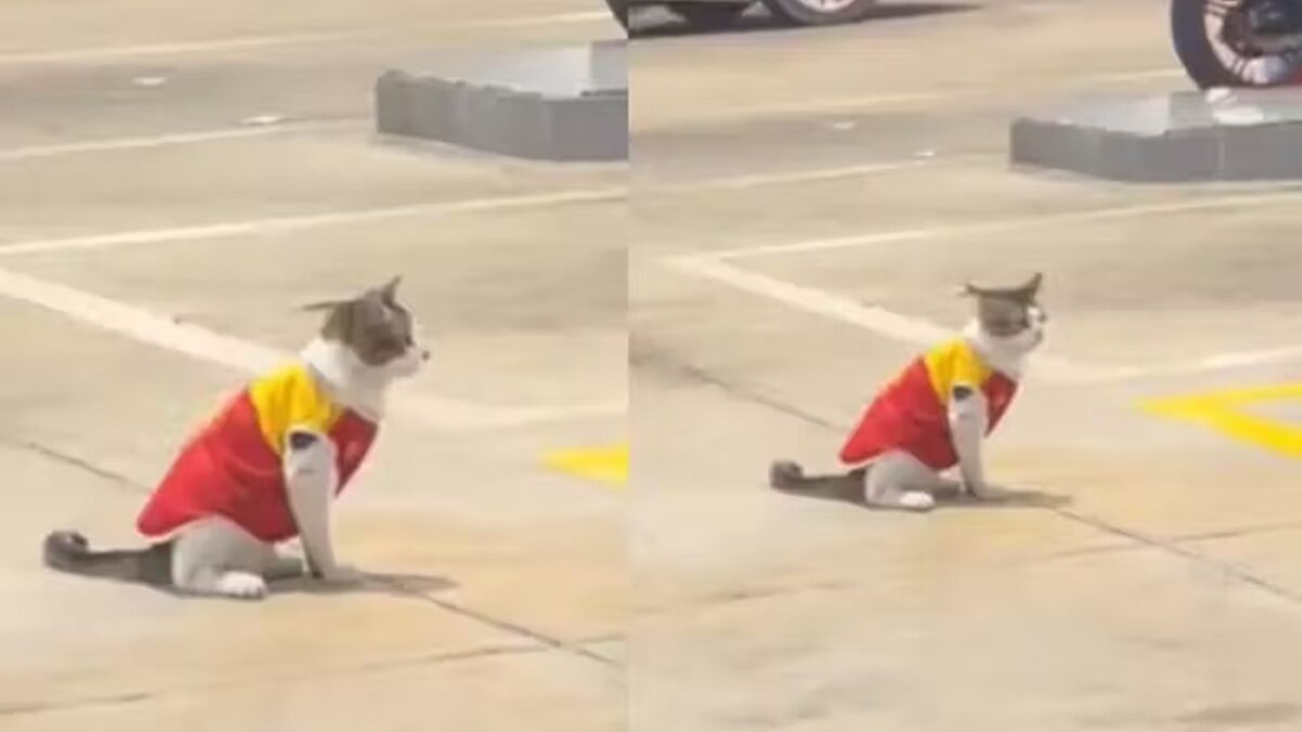 Felino virou uma atração local e, agora, uma celebridade na internet Gato adotado ganha uniforme e 'vira frentista' de posto; assista ao vídeo