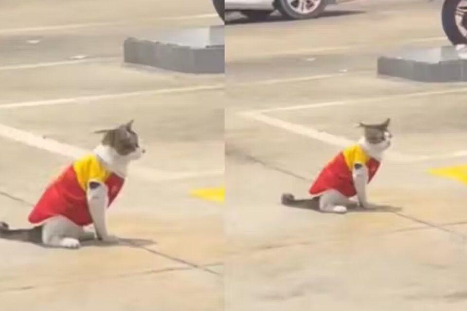 Felino virou uma atração local e, agora, uma celebridade na internet Gato adotado ganha uniforme e 'vira frentista' de posto; assista ao vídeo