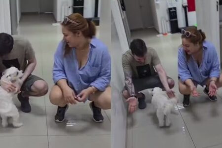 Cachorro volta a enxergar após cirurgia e vídeo emociona Ozzy está se recuperando, mas o pós-operatório é intenso, contou a tutora