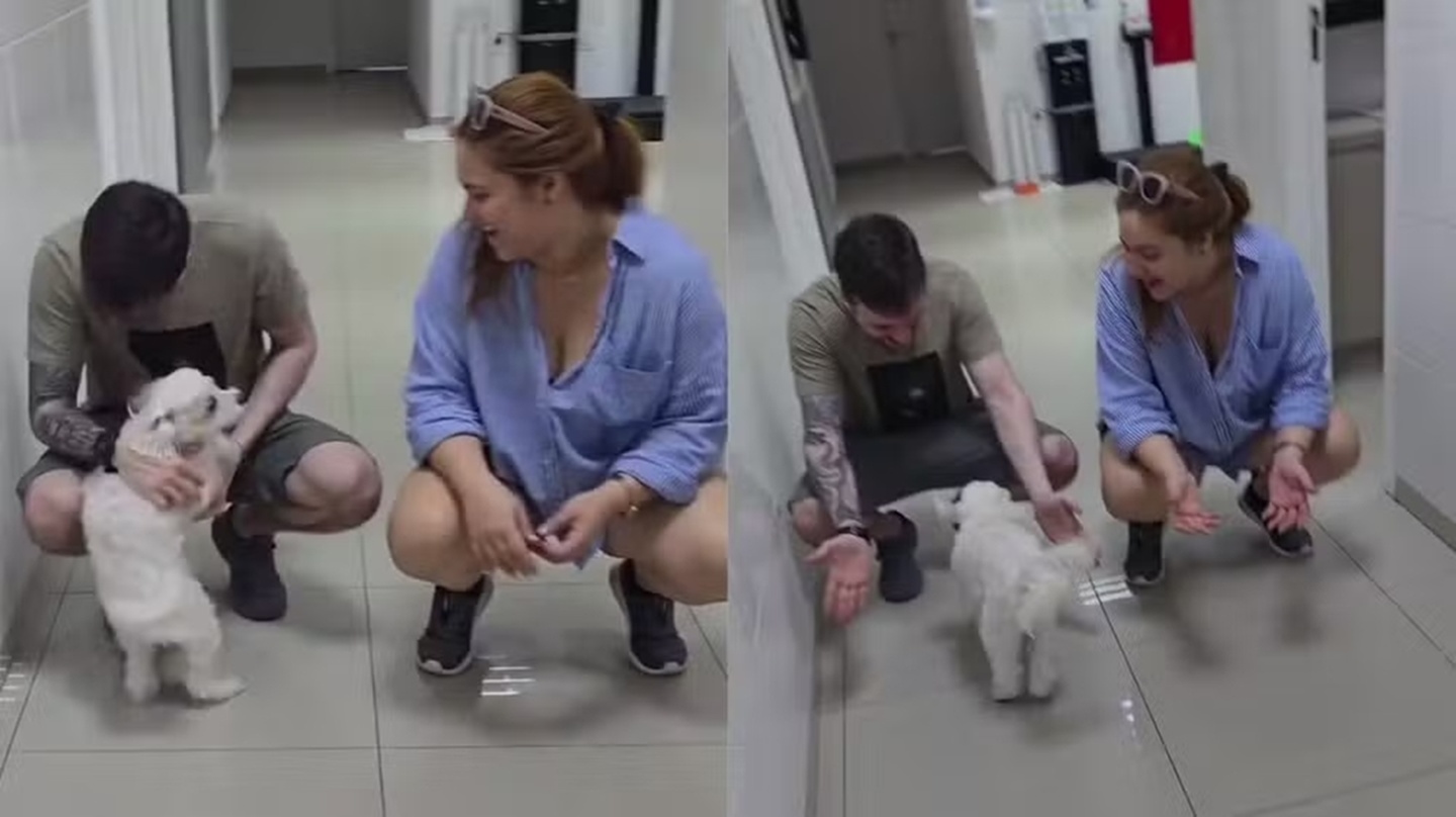 Cachorro volta a enxergar após cirurgia e vídeo emociona Ozzy está se recuperando, mas o pós-operatório é intenso, contou a tutora