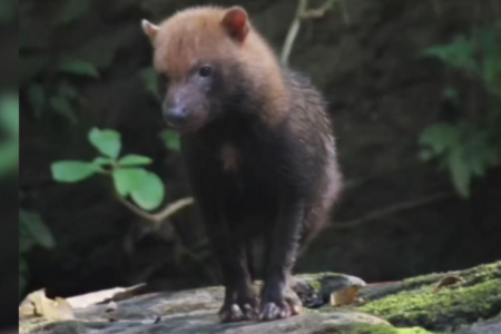 Cachorro-vinagre, espécie ameaçada de extinção no Brasil. (Foto: Frederico Gemesio Lemos)