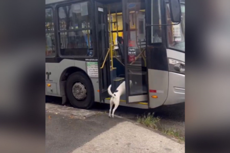 Cachorro é flagrado andando de ônibus (Foto: Reprodução/X)