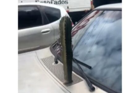 "Ele tá enraizado na lata, não tem terra", explica o dono do automóvel Cacto nasce em motor de carro e intriga internautas; vídeo