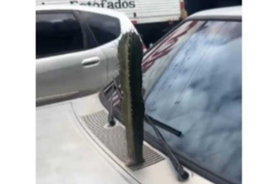 "Ele tá enraizado na lata, não tem terra", explica o dono do automóvel Cacto nasce em motor de carro e intriga internautas; vídeo