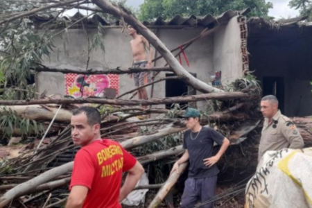 Imagem colorida mostra uma árvore caída após as fortes chuvas que atingiram Goiânia.