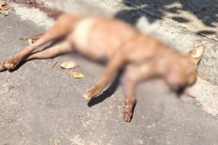 Homem é preso suspeito de matar cachorro a tiros em Rio Verde