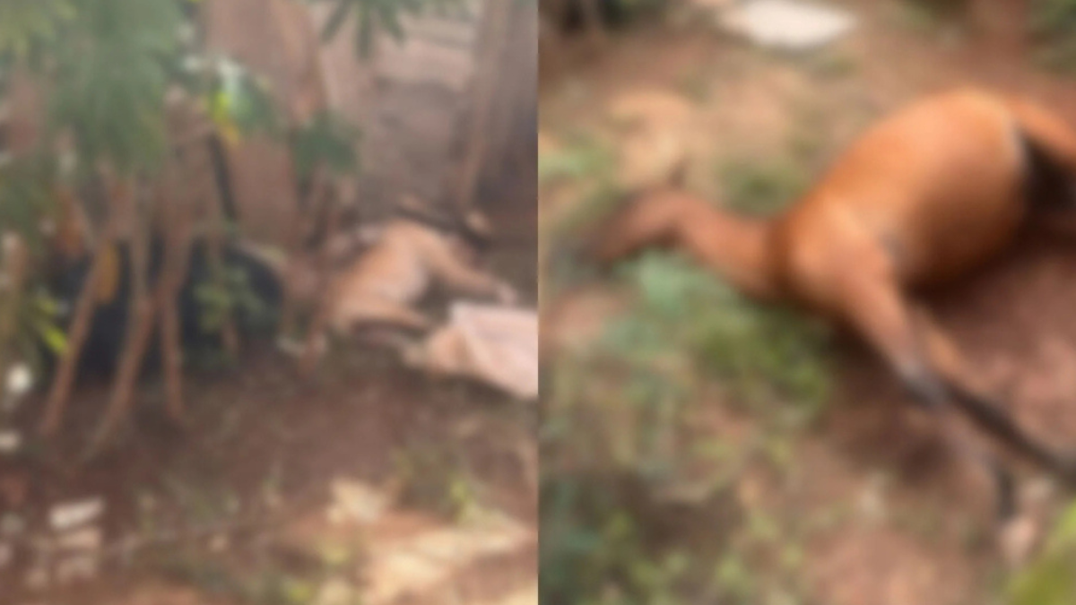 Imagem colorida e desfocada mostra um cachorro e um cavalo caídos no chão após sofrerem um choque elétrico