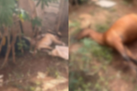 Imagem colorida e desfocada mostra um cachorro e um cavalo caídos no chão após sofrerem um choque elétrico