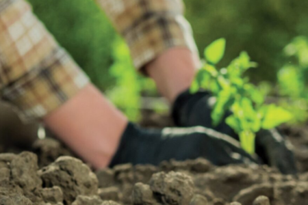 PSA vai remunerar proprietários rurais que conservam vegetação (Foto: Pixabay)