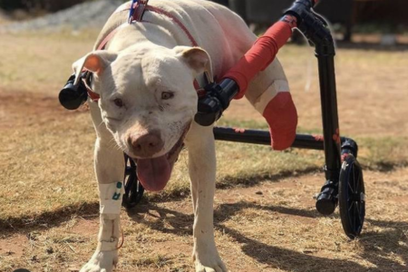 Cachorro Sansão, que tinha seis anos, teve as patas traseiras decepadas (Foto: Reprodução)