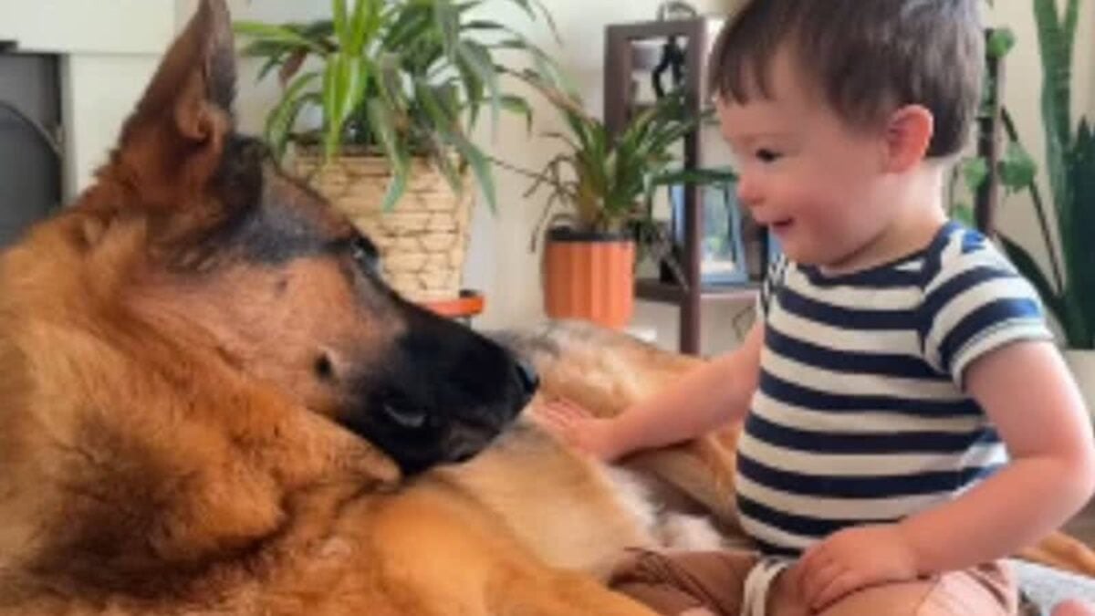 Pastor alemão e bebês: vídeo encanta a web ao mostrar relação de amizade "Impressionante como eles controlam a mordida para não machucar"