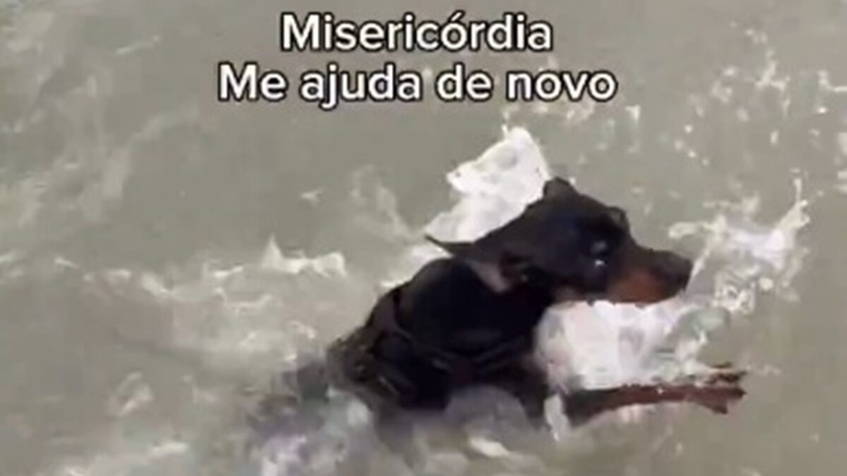 Vídeo de pinscher conhecendo a praia viraliza: "olha a tremedeira"; assista Cãozinho aparece nadando em "pocinha" e jogando bola