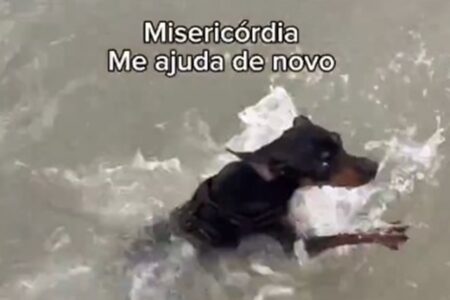 Vídeo de pinscher conhecendo a praia viraliza: "olha a tremedeira"; assista Cãozinho aparece nadando em "pocinha" e jogando bola