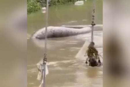 Cobra Píton de seis metros chama atenção de moradores (Foto: Reprodução)