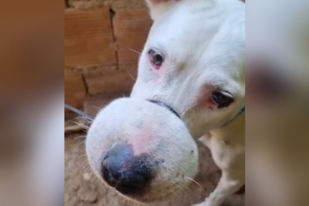 Cadela foi encontrada com o focinho preso por um lacre (Foto: Reprodução)