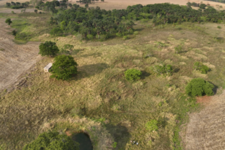 Vegetação nativa remanescente sob mapeamento do governo de Goiás (Foto: Divulgação)