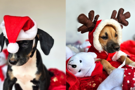 Ensaio fotográfico natalino incentiva adoção responsável de animais em Goiânia