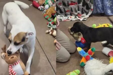 Vídeo: Cachorros em abrigo escolhem seus próprios brinquedos de Natal "Coisa linda ver eles felizes", comentou internauta