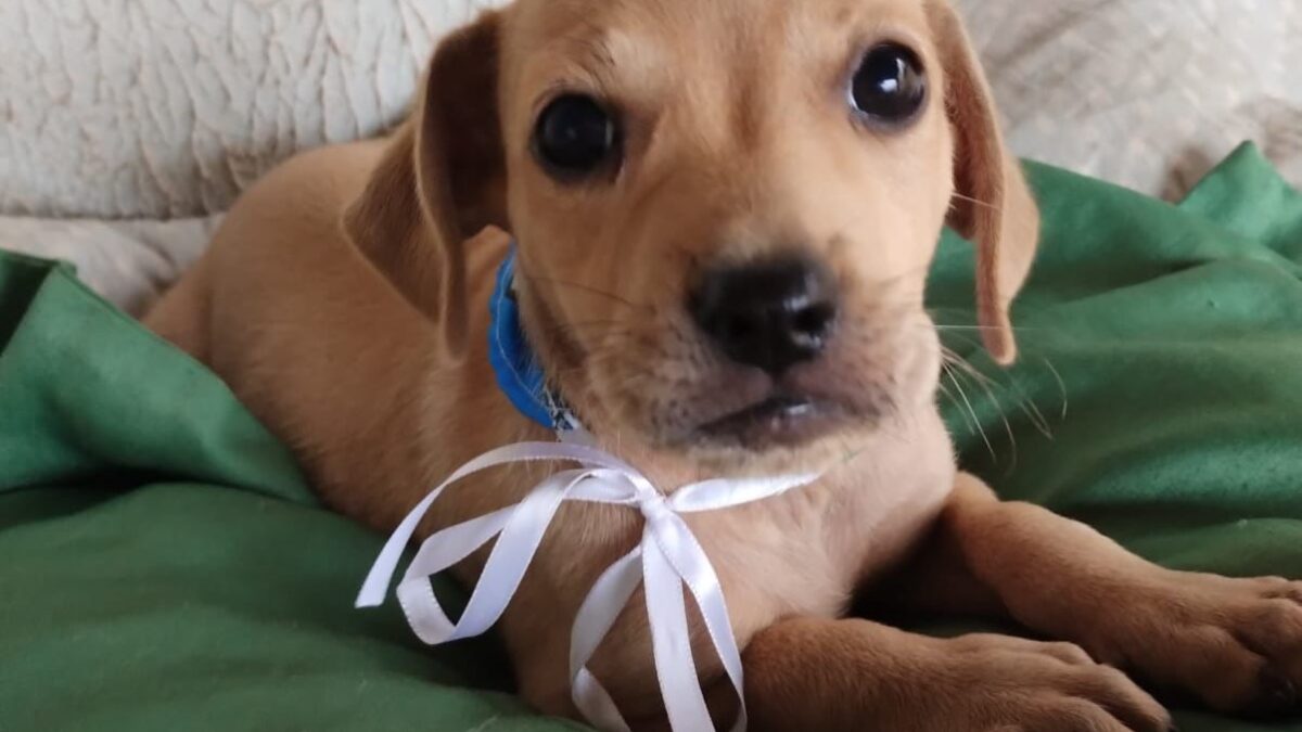 Evento reúne cerca 40 cães e gatos para adoção em Goiânia