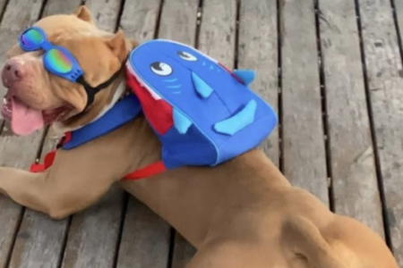 Pitbull Ragnar, com sua simpática mochila de tubarão (Foto: Reprodução)