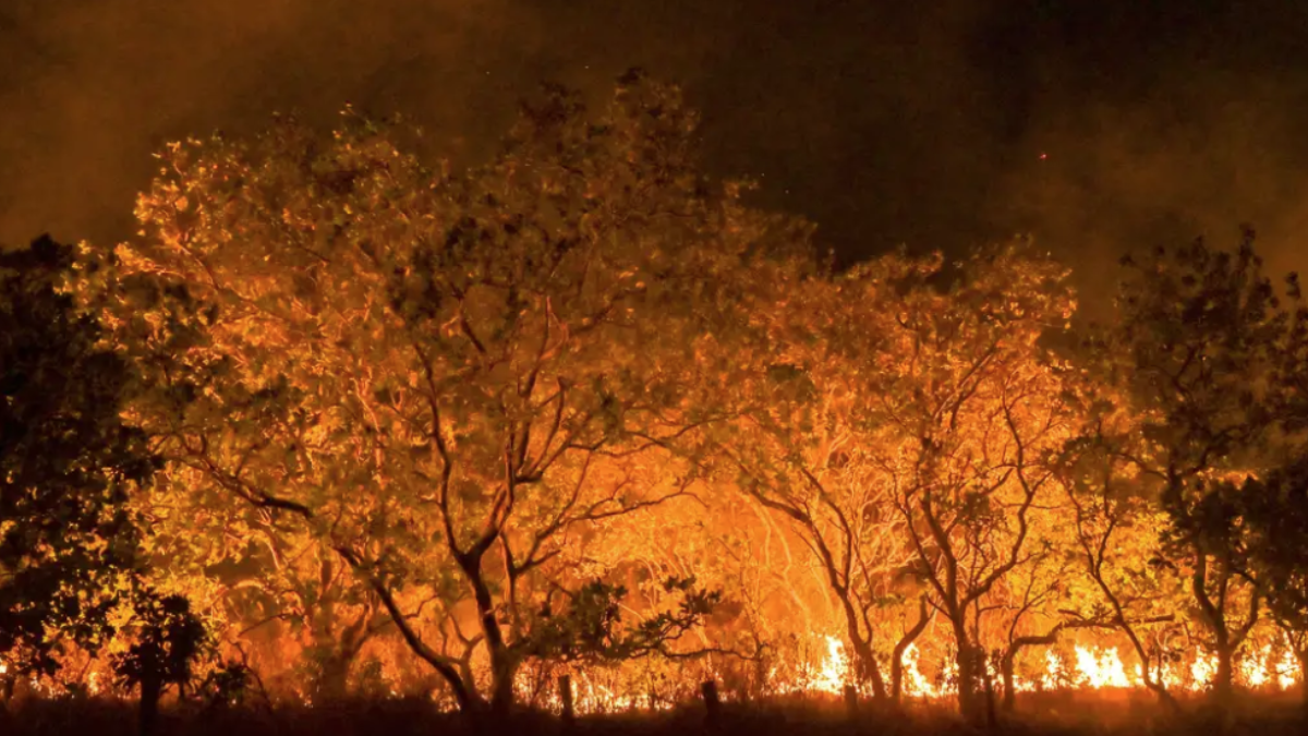 Semad divulga dados sobre incêndios florestais em Goiás no ano de 2024 (Foto: Agência Brasil)