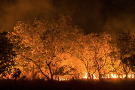 Semad divulga dados sobre incêndios florestais em Goiás no ano de 2024 (Foto: Agência Brasil)