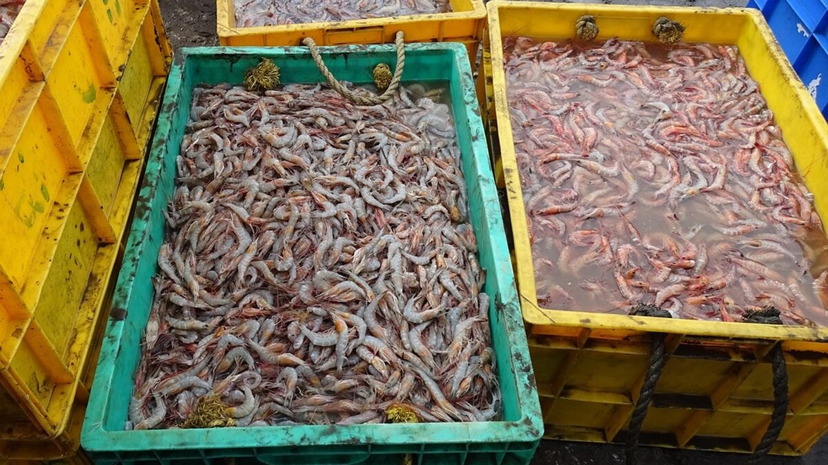 Brasil suspende importação de camarão do Equador por questões sanitárias
