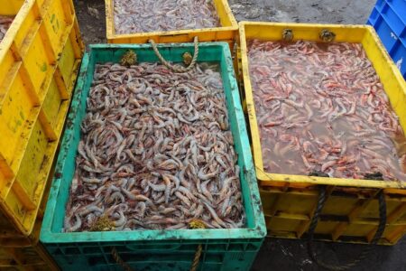 Brasil suspende importação de camarão do Equador por questões sanitárias