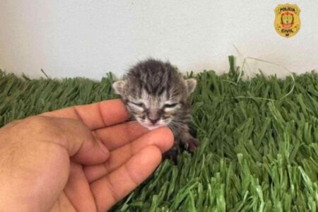 Polícia identifica homens que abandonaram 10 gatos no DF