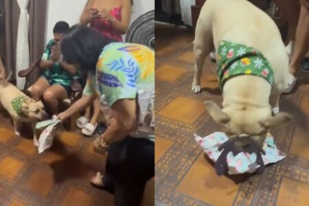 Cadela participa de amigo secreto e diverte a web ao ganhar presente; vídeo Kiara aparece com tiara de rena e fica feliz ao abrir o embrulho