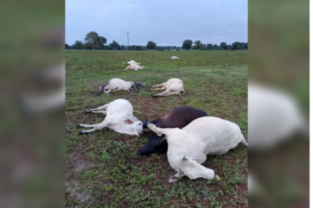 Bois morrem após rompimento de cabo de alta tensão em fazenda de Nova Crixás