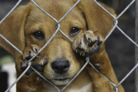 Filhote de cachorro atrás de cerca de arame