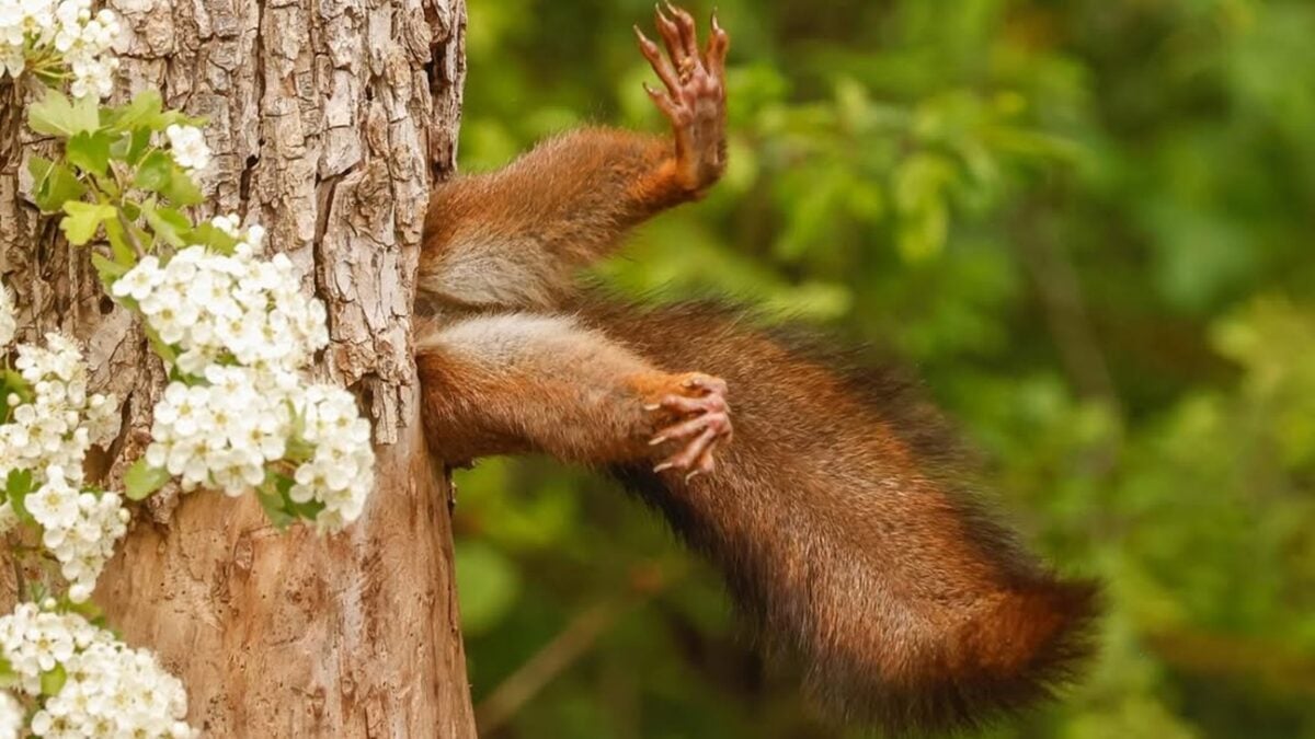 Veja os ganhadores de 2024 do concurso de fotos mais engraçadas de animais selvagens Tem esquilo "preso" em árvore, um louva-a-deus dançando