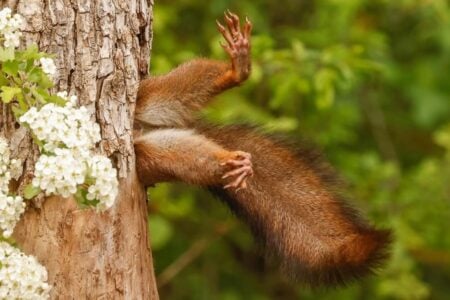 Veja os ganhadores de 2024 do concurso de fotos mais engraçadas de animais selvagens Tem esquilo "preso" em árvore, um louva-a-deus dançando