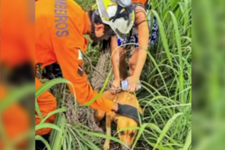 Cadela resgatada pelos bombeiros no DF (Foto: Reprodução)