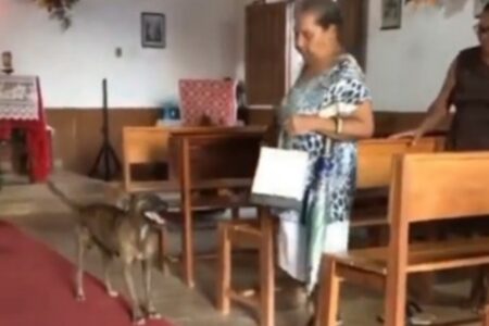 Cachorro "apressando" tutora a sair de igreja; vídeo Internautas notaram que o cãozinho esperou sair de dentro da igreja para latir
