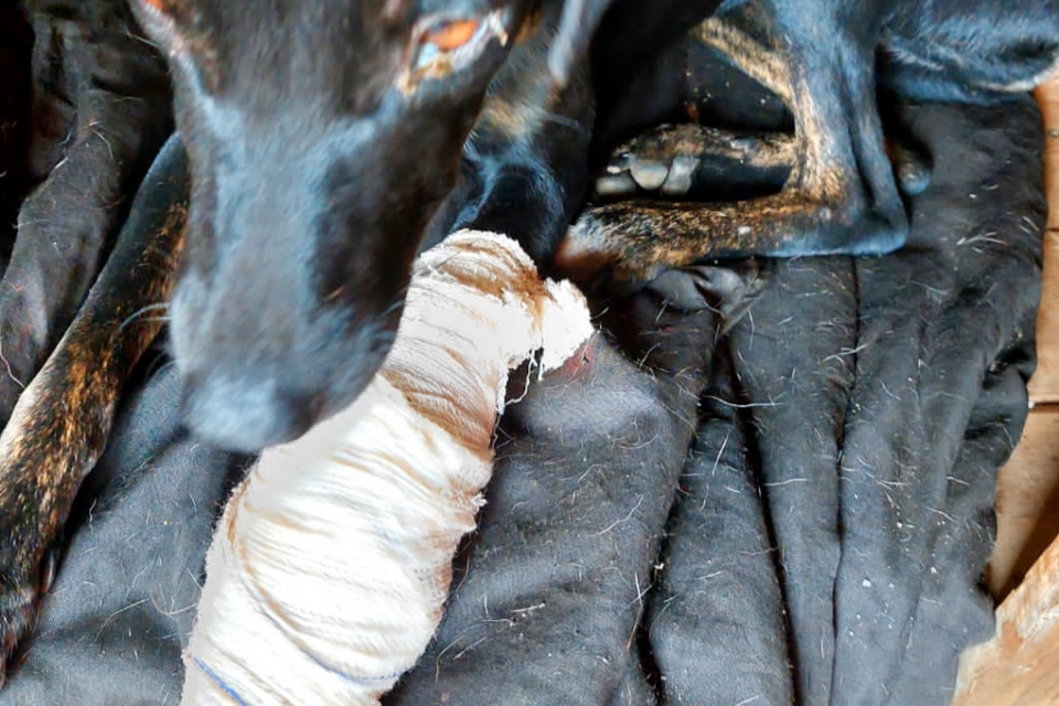 Imagem colorida mostra um cachorro preto com a pata enfaixada após ser atropelado.