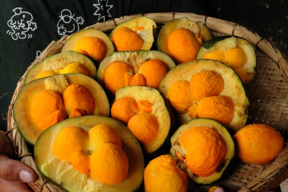 Sancionada a Política Nacional do Pequi e demais frutos do Cerrado
