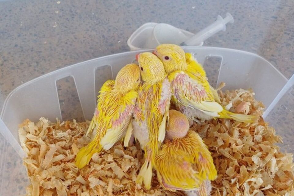 PRF e Ibama apreendem aves transportadas sem autorização no DF