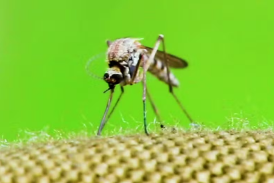 Mosquito Aedes aedypti