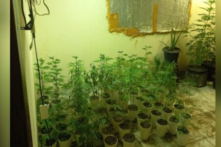 A foto mostra diversas mudas de maconha entre plantas adultas em um cômodo da casa